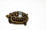 Brazilian Cherryhead Red Foot Tortoise Adult Female 13 - #BCRFTAF13