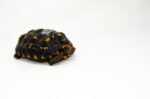 Brazilian Cherryhead Red Foot Tortoise Adult Female 14- #BCRFTAF14 - Image 2
