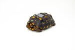 Brazilian Cherryhead Red Foot Tortoise Adult Female 14- #BCRFTAF14