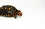 Brazilian Cherryhead Red Foot Tortoise Adult Female 15 - #BCRFTAF15 - Image 2
