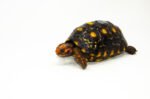 Brazilian Cherryhead Red Foot Tortoise Adult Female 15 - #BCRFTAF15 - Image 3