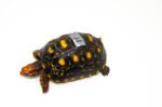 Brazilian Cherryhead Red Foot Tortoise Adult Female 15 - #BCRFTAF15