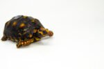 Brazilian Cherryhead Red Foot Tortoise Adult Female 16 - #BCRFTAF16 - Image 2