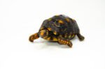 Brazilian Cherryhead Red Foot Tortoise Adult Female 16 - #BCRFTAF16 - Image 3