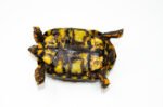 Brazilian Cherryhead Red Foot Tortoise Adult Female 16 - #BCRFTAF16 - Image 4