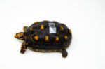 Brazilian Cherryhead Red Foot Tortoise Adult Female 16 - #BCRFTAF16