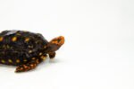 Brazilian Cherryhead Red Foot Tortoise Adult Male 6 - #BCRFTAM6 - Image 2