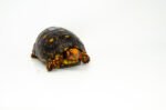 Brazilian Cherryhead Red Foot Tortoise Adult Male 7 - #BCRFTAM7