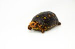 Brazilian Cherryhead Red Foot Tortoise Adult Male 7 - #BCRFTAM7 - Image 3