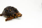 Brazilian Cherryhead Red Foot Tortoise Adult Male 8 - #BCRFTAM8