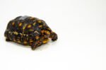 Brazilian Cherryhead Red Foot Tortoise Adult Male 5 - #BCRFTAM5