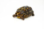Brazilian Cherryhead Red Foot Tortoise Adult Male 5 - #BCRFTAM5 - Image 3