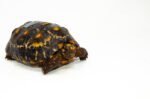 Brazilian Cherryhead Red Foot Tortoise Adult Female 17 - #BCRFTAF17 - Image 2