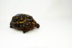 Brazilian Cherryhead Red Foot Tortoise Adult Female 17 - #BCRFTAF17 - Image 3