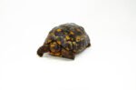 Brazilian Cherryhead Red Foot Tortoise Adult Female 17 - #BCRFTAF17
