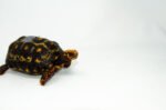 Brazilian Cherryhead Red Foot Tortoise Adult Female 18 - #BCRFTAF18 - Image 2