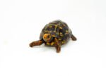 Brazilian Cherryhead Red Foot Tortoise Adult Female 18 - #BCRFTAF18 - Image 3