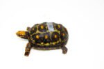 Brazilian Cherryhead Red Foot Tortoise Adult Female 18 - #BCRFTAF18