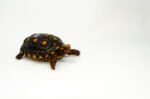 Brazilian Cherryhead Red Foot Tortoise Adult Female 19 - #BCRFTAF19 - Image 2