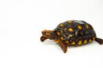 Brazilian Cherryhead Red Foot Tortoise Adult Female 19 - #BCRFTAF19 - Image 3