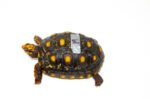Brazilian Cherryhead Red Foot Tortoise Adult Female 19 - #BCRFTAF19