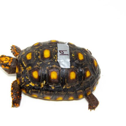Brazilian Cherryhead Red Foot Tortoise Adult Female 19 - #BCRFTAF19