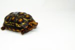 Brazilian Cherryhead Red Foot Tortoise Adult Female 20 - #BCRFTAF20 - Image 2
