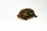 Brazilian Cherryhead Red Foot Tortoise Adult Female 20 - #BCRFTAF20 - Image 3