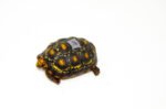 Brazilian Cherryhead Red Foot Tortoise Adult Female 20 - #BCRFTAF20