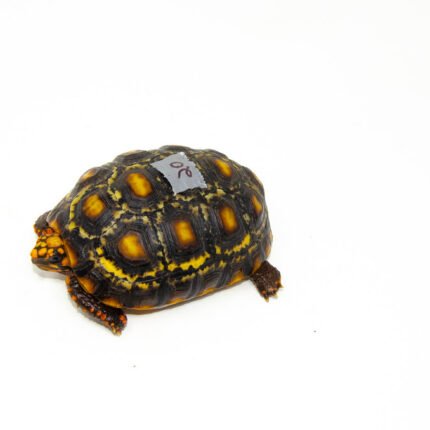 Brazilian Cherryhead Red Foot Tortoise Adult Female 20 - #BCRFTAF20