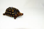 Brazilian Cherryhead Red Foot Tortoise Adult Female 21 - #BCRFTAF21