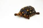 Brazilian Cherryhead Red Foot Tortoise Adult Female 21 - #BCRFTAF21 - Image 3