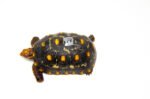 Brazilian Cherryhead Red Foot Tortoise Adult Female 21 - #BCRFTAF21 - Image 2