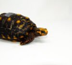 Brazilian Cherryhead Red Foot Tortoise Adult Male 10 - #BCRFTAM10 - Image 2