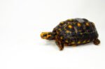 Brazilian Cherryhead Red Foot Tortoise Adult Male 10 - #BCRFTAM10 - Image 3