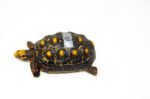 Brazilian Cherryhead Red Foot Tortoise Adult Male 10 - #BCRFTAM10