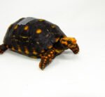 Brazilian Cherryhead Red Foot Tortoise Adult Male 9 - #BCRFTAM9
