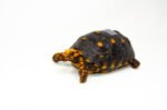 Brazilian Cherryhead Red Foot Tortoise Adult Male 9 - #BCRFTAM9 - Image 3