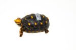Brazilian Cherryhead Red Foot Tortoise Adult Male 9 - #BCRFTAM9 - Image 4