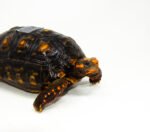 Brazilian Cherryhead Red Foot Tortoise Adult Male 11 - #BCRFTAM11