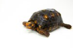 Brazilian Cherryhead Red Foot Tortoise Adult Male 11 - #BCRFTAM11 - Image 3