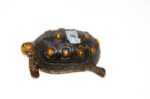 Brazilian Cherryhead Red Foot Tortoise Adult Male 11 - #BCRFTAM11 - Image 4