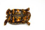 Brazilian Cherryhead Red Foot Tortoise Adult Male 11 - #BCRFTAM11 - Image 5
