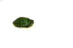 Baby Red Eared Slider Turtle (Trachemys elegans) - Image 2