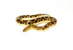 Saharan sand boa (Eryx muelleri)