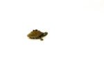 Southern Black-knobbed Sawback Map Turtle (Graptemys nigrinoda delticola) - Image 4