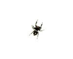 Regal Jumping Spider Adults (Phidippus regius) - Image 4