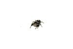 Regal Jumping Spider Adults (Phidippus regius) - Image 2