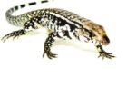 Blue Tegu Babies (Salvator merianae) - Image 2