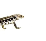 Blue Tegu Babies (Salvator merianae) - Image 3